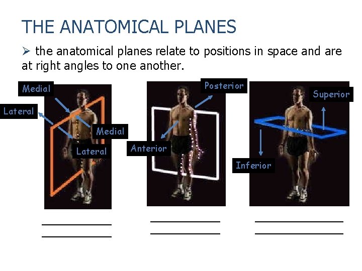 THE ANATOMICAL PLANES Ø the anatomical planes relate to positions in space and are