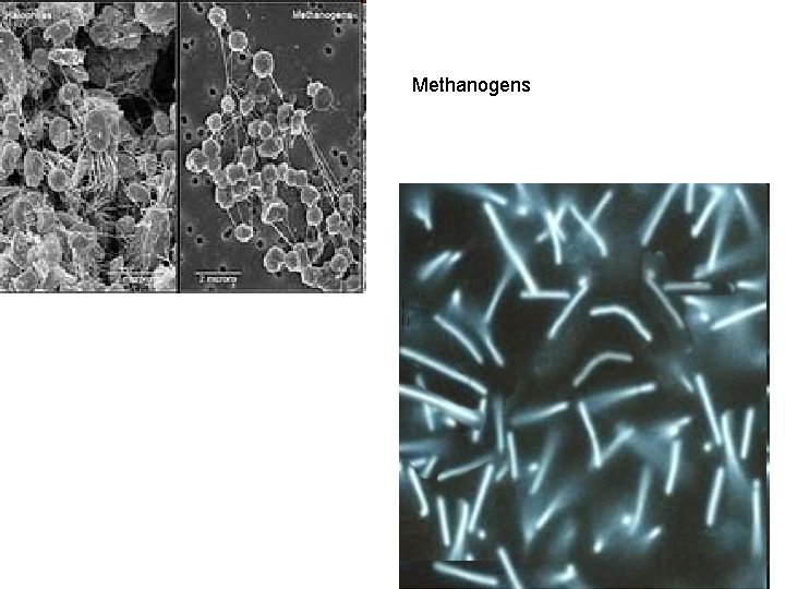 Methanogens 