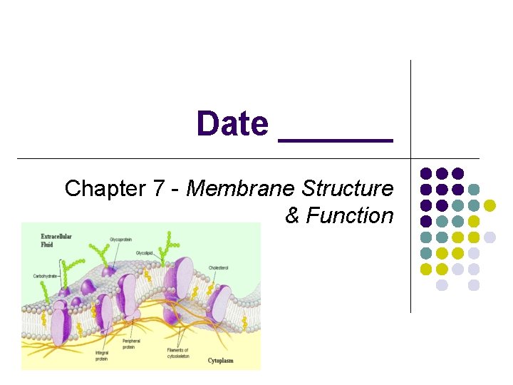 Date ______ Chapter 7 - Membrane Structure & Function 