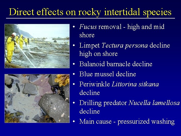 Direct effects on rocky intertidal species • Fucus removal - high and mid shore