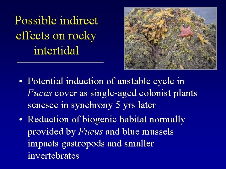 Possible indirect effects on rocky intertidal • Potential induction of unstable cycle in Fucus
