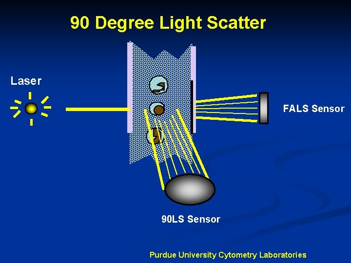 90 Degree Light Scatter Laser FALS Sensor 90 LS Sensor Purdue University Cytometry Laboratories