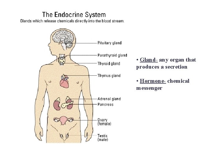  • Gland- any organ that produces a secretion • Hormone- chemical messenger 