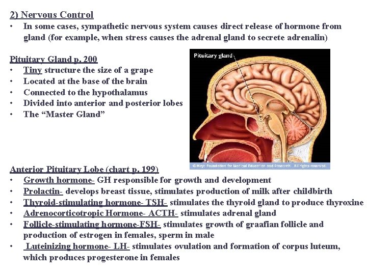 2) Nervous Control • In some cases, sympathetic nervous system causes direct release of