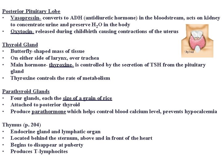 Posterior Pituitary Lobe • Vasopressin- converts to ADH (antidiuretic hormone) in the bloodstream, acts