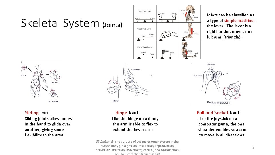 Functions of Our Organ Systems Part 1 What