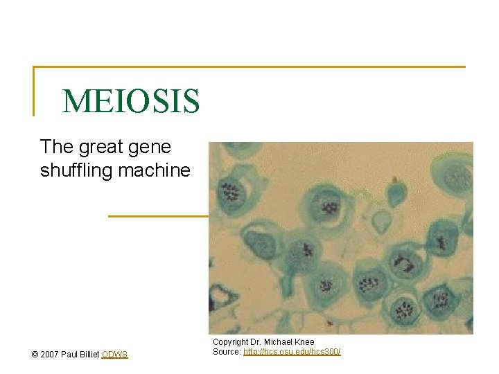 MEIOSIS The great gene shuffling machine © 2007 Paul Billiet ODWS Copyright Dr. Michael