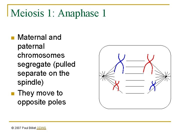 Meiosis 1: Anaphase 1 n n Maternal and paternal chromosomes segregate (pulled separate on