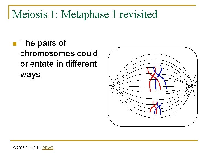 Meiosis 1: Metaphase 1 revisited n The pairs of chromosomes could orientate in different