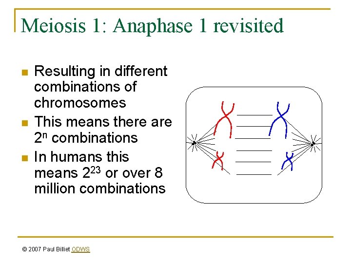 Meiosis 1: Anaphase 1 revisited n n n Resulting in different combinations of chromosomes