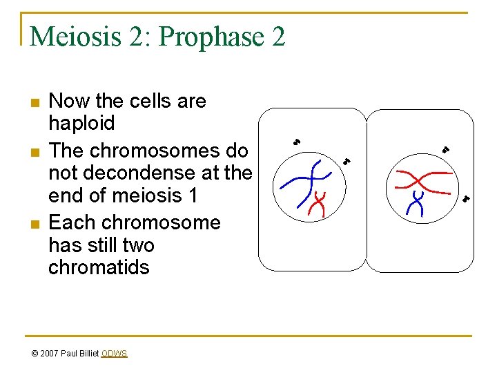 Meiosis 2: Prophase 2 n n n Now the cells are haploid The chromosomes