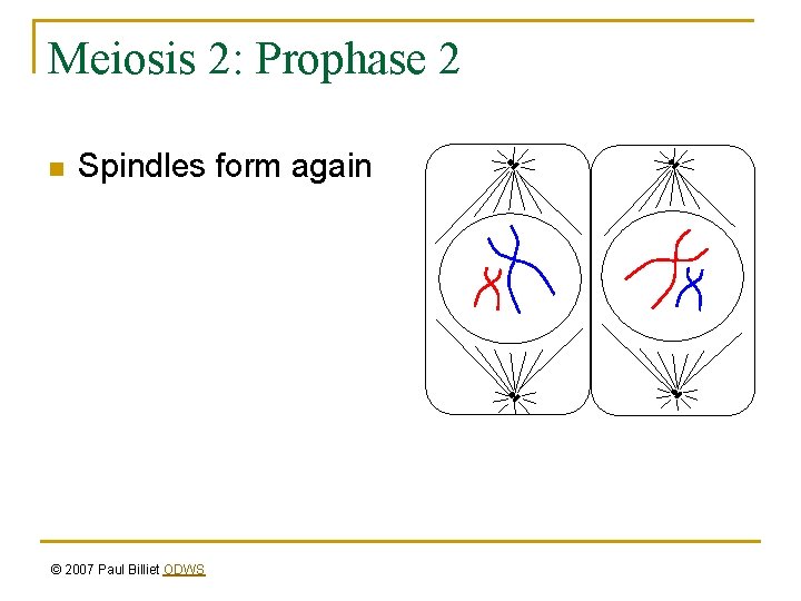 Meiosis 2: Prophase 2 n Spindles form again © 2007 Paul Billiet ODWS 