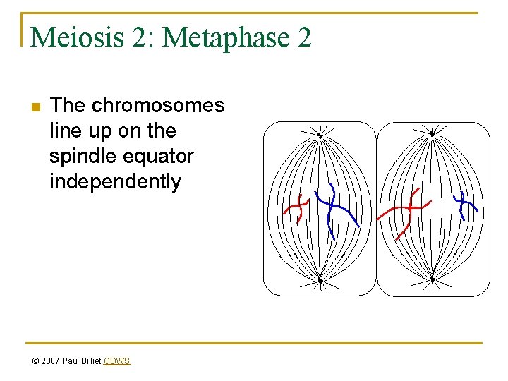 Meiosis 2: Metaphase 2 n The chromosomes line up on the spindle equator independently