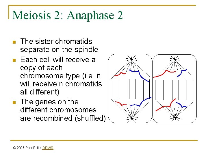 Meiosis 2: Anaphase 2 n n n The sister chromatids separate on the spindle