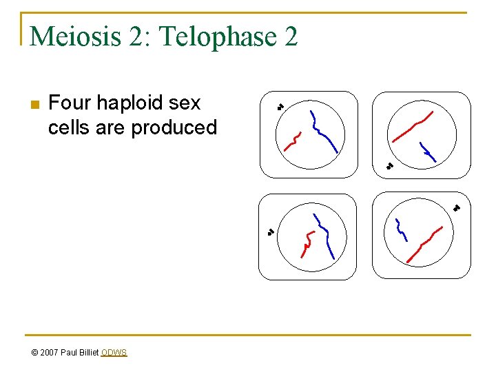 Meiosis 2: Telophase 2 n Four haploid sex cells are produced © 2007 Paul