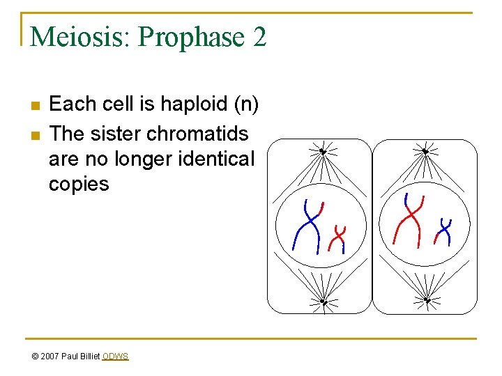 Meiosis: Prophase 2 n n Each cell is haploid (n) The sister chromatids are