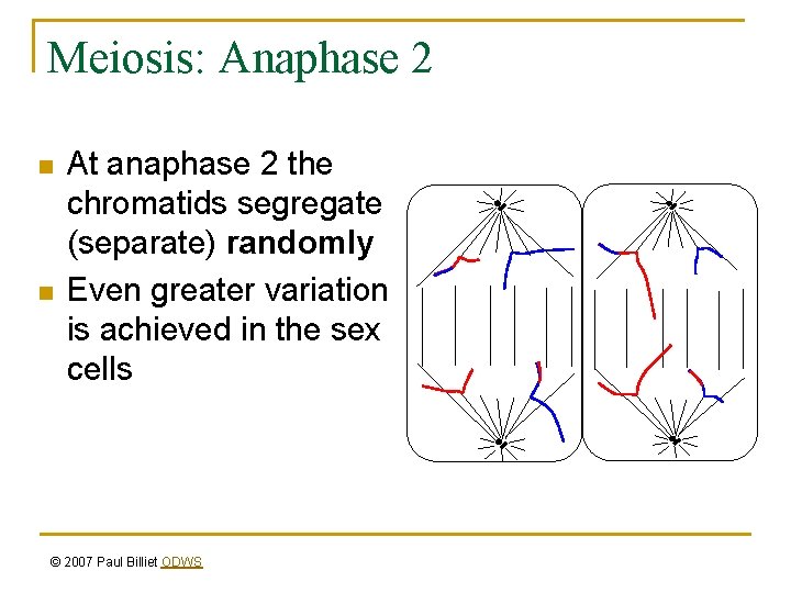 Meiosis: Anaphase 2 n n At anaphase 2 the chromatids segregate (separate) randomly Even