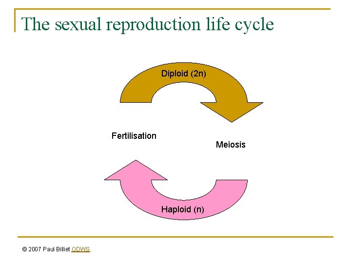 The sexual reproduction life cycle Diploid (2 n) Fertilisation Meiosis Haploid (n) © 2007