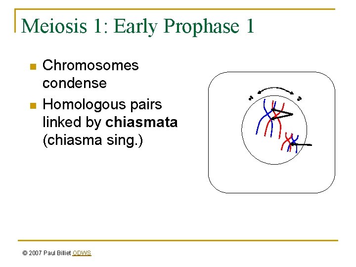 Meiosis 1: Early Prophase 1 n n Chromosomes condense Homologous pairs linked by chiasmata