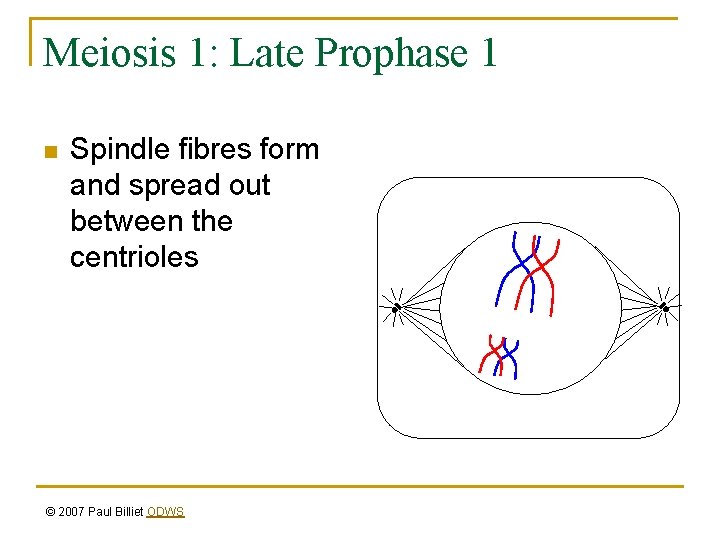 Meiosis 1: Late Prophase 1 n Spindle fibres form and spread out between the