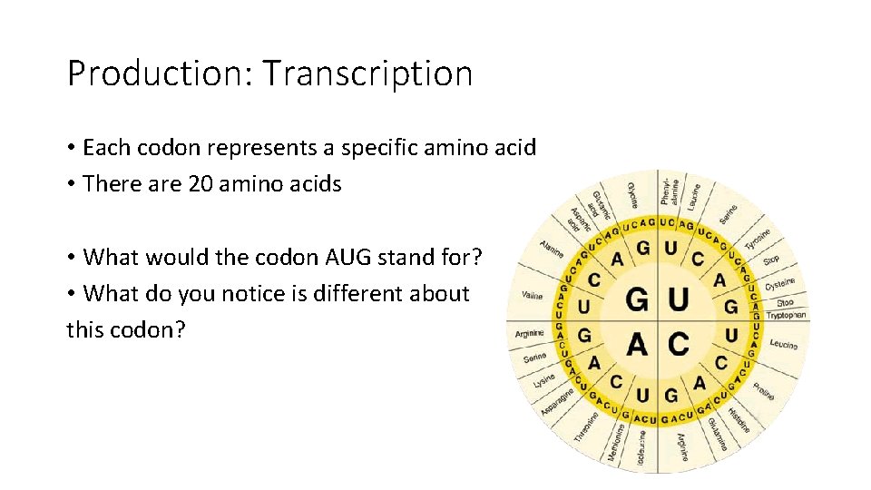 Production: Transcription • Each codon represents a specific amino acid • There are 20