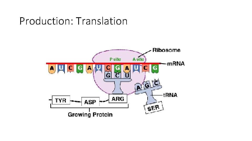 Production: Translation 