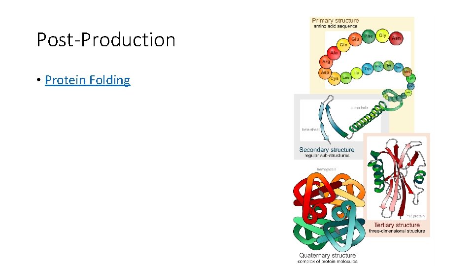 Post-Production • Protein Folding 