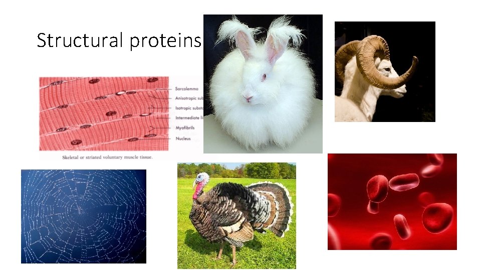 Structural proteins 