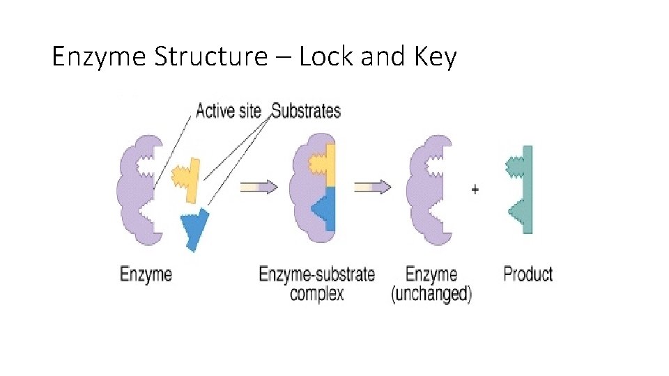 Enzyme Structure – Lock and Key 