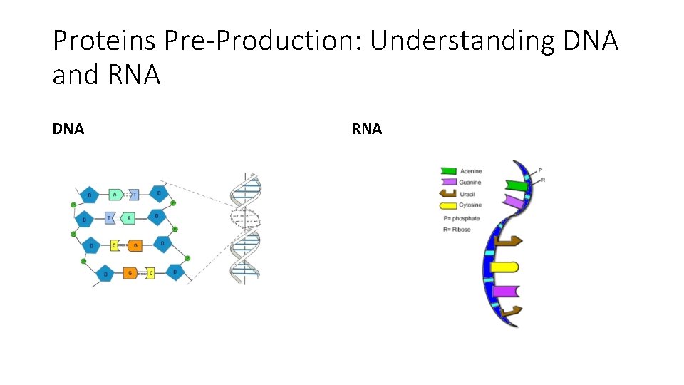 Proteins Pre-Production: Understanding DNA and RNA DNA RNA 
