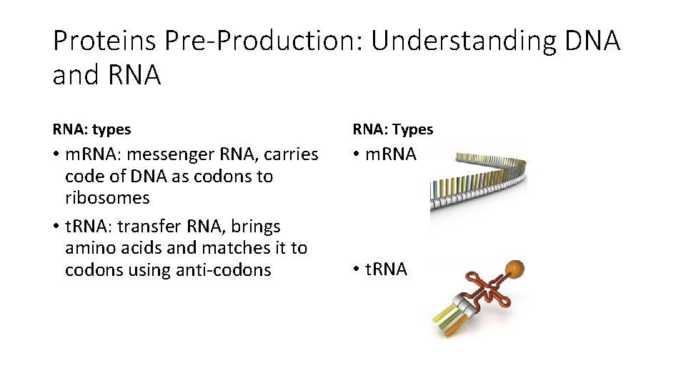 Proteins Pre-Production: Understanding DNA and RNA: types RNA: Types • m. RNA: messenger RNA,