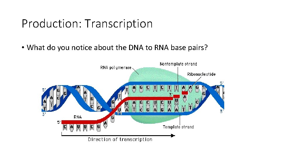 Production: Transcription • What do you notice about the DNA to RNA base pairs?