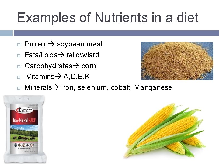Examples of Nutrients in a diet Protein soybean meal Fats/lipids tallow/lard Carbohydrates corn Vitamins