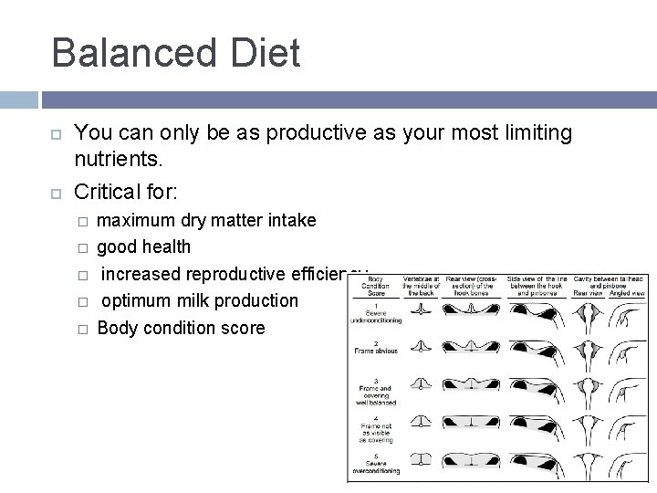 Balanced Diet You can only be as productive as your most limiting nutrients. Critical