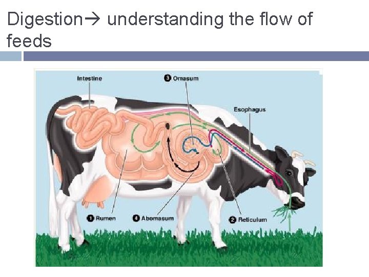 Digestion understanding the flow of feeds 