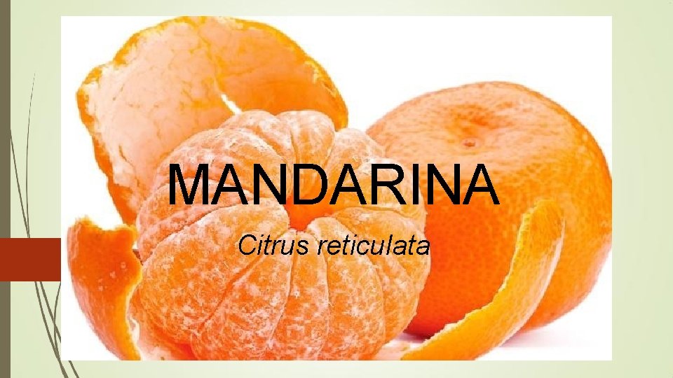 MANDARINA Citrus reticulata 