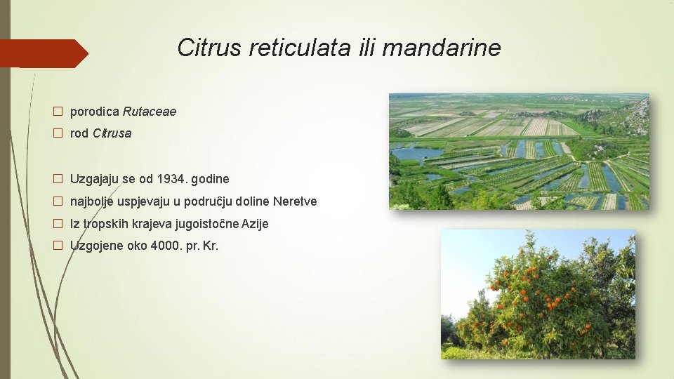 Citrus reticulata ili mandarine � porodica Rutaceae � rod Citrusa � Uzgajaju se od