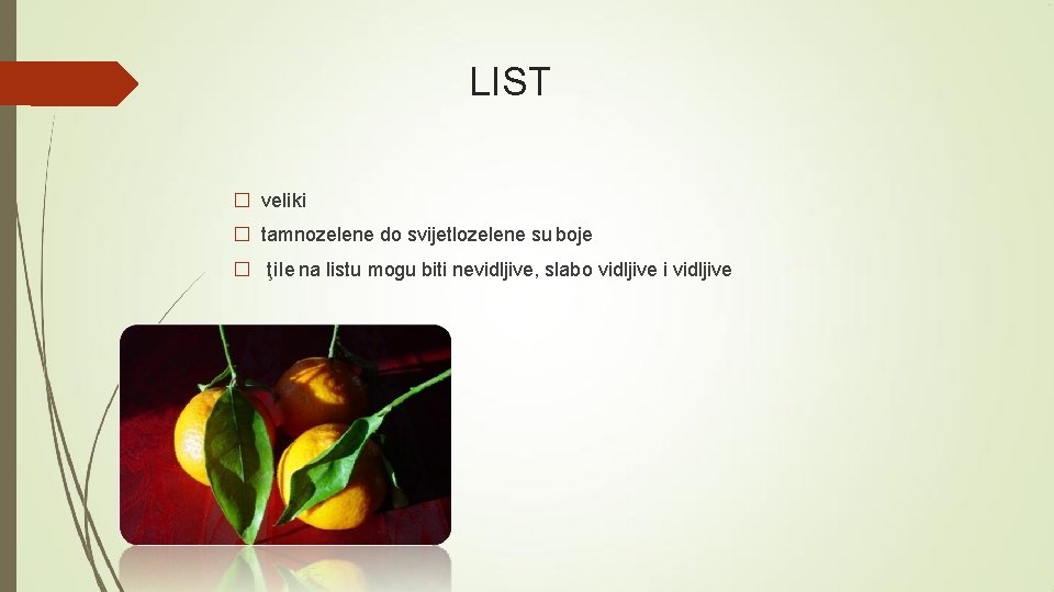 LIST � veliki � tamnozelene do svijetlozelene su boje � ţile na listu mogu