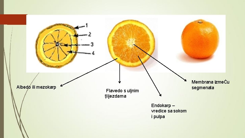 Albedo ili mezokarp Membrana izmeĊu segmenata Flavedo s uljnim ţlijezdama Endokarp – vredice sa
