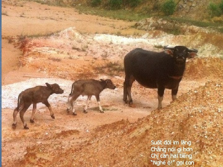 Suốt đời im lặng Chẳng nói gì hơn Chỉ cần hai tiếng “Nghé ọ!”