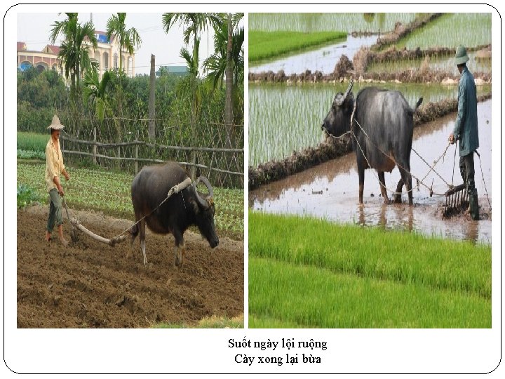 Suốt ngày lội ruộng Cày xong lại bừa 