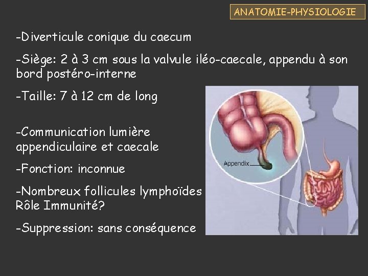 ANATOMIE-PHYSIOLOGIE -Diverticule conique du caecum -Siège: 2 à 3 cm sous la valvule iléo-caecale,