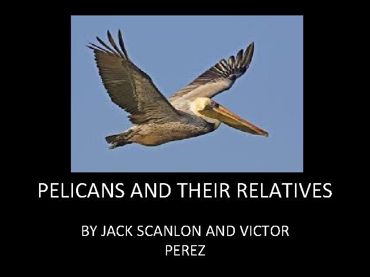 PELICANS AND THEIR RELATIVES BY JACK SCANLON AND VICTOR PEREZ 