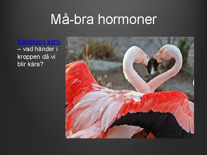 Må-bra hormoner Kärlekens kemi – vad händer i kroppen då vi blir kära? 