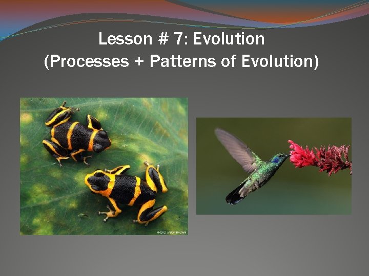 Lesson # 7: Evolution (Processes + Patterns of Evolution) 