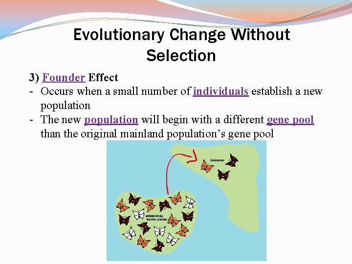 Evolutionary Change Without Selection 3) Founder Effect - Occurs when a small number of