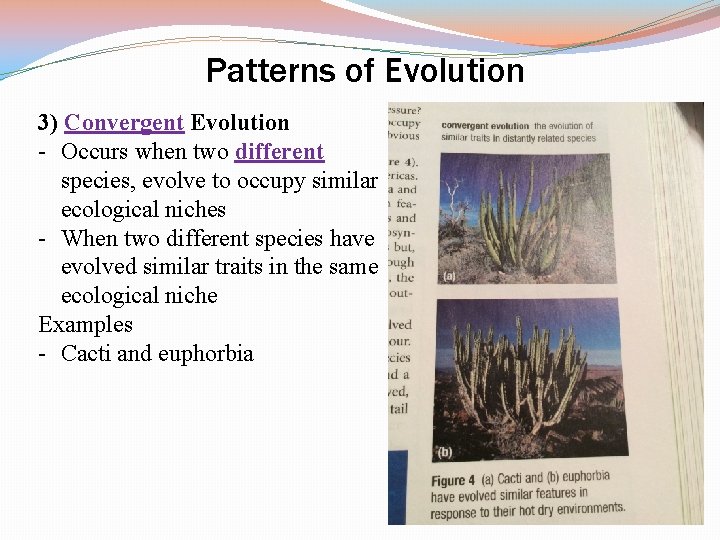 Patterns of Evolution 3) Convergent Evolution - Occurs when two different species, evolve to