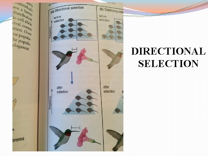 DIRECTIONAL SELECTION 