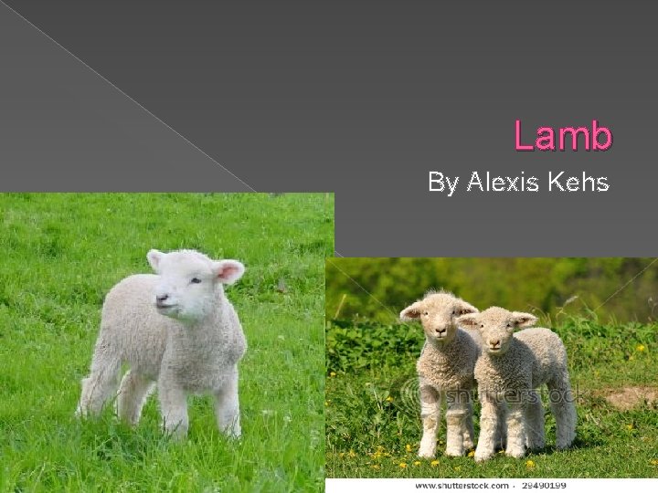 Lamb By Alexis Kehs 