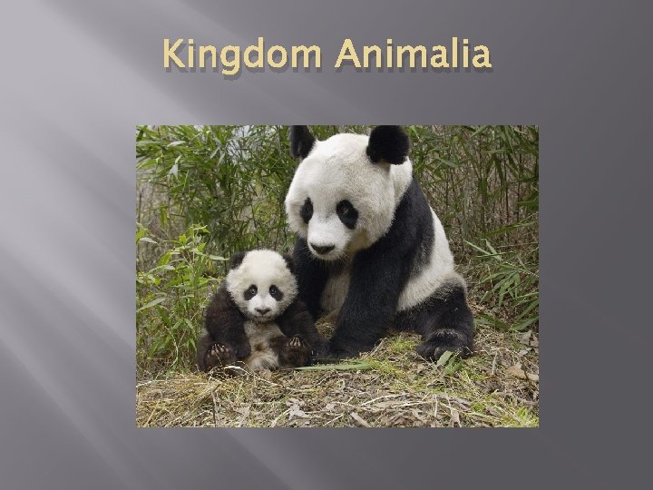 Kingdom Animalia 